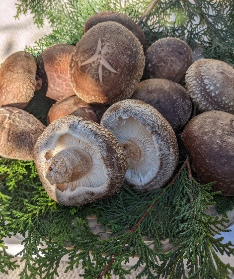 こだわりの原木しいたけ(200g)