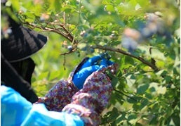 くまのブルーベリー(冷凍)