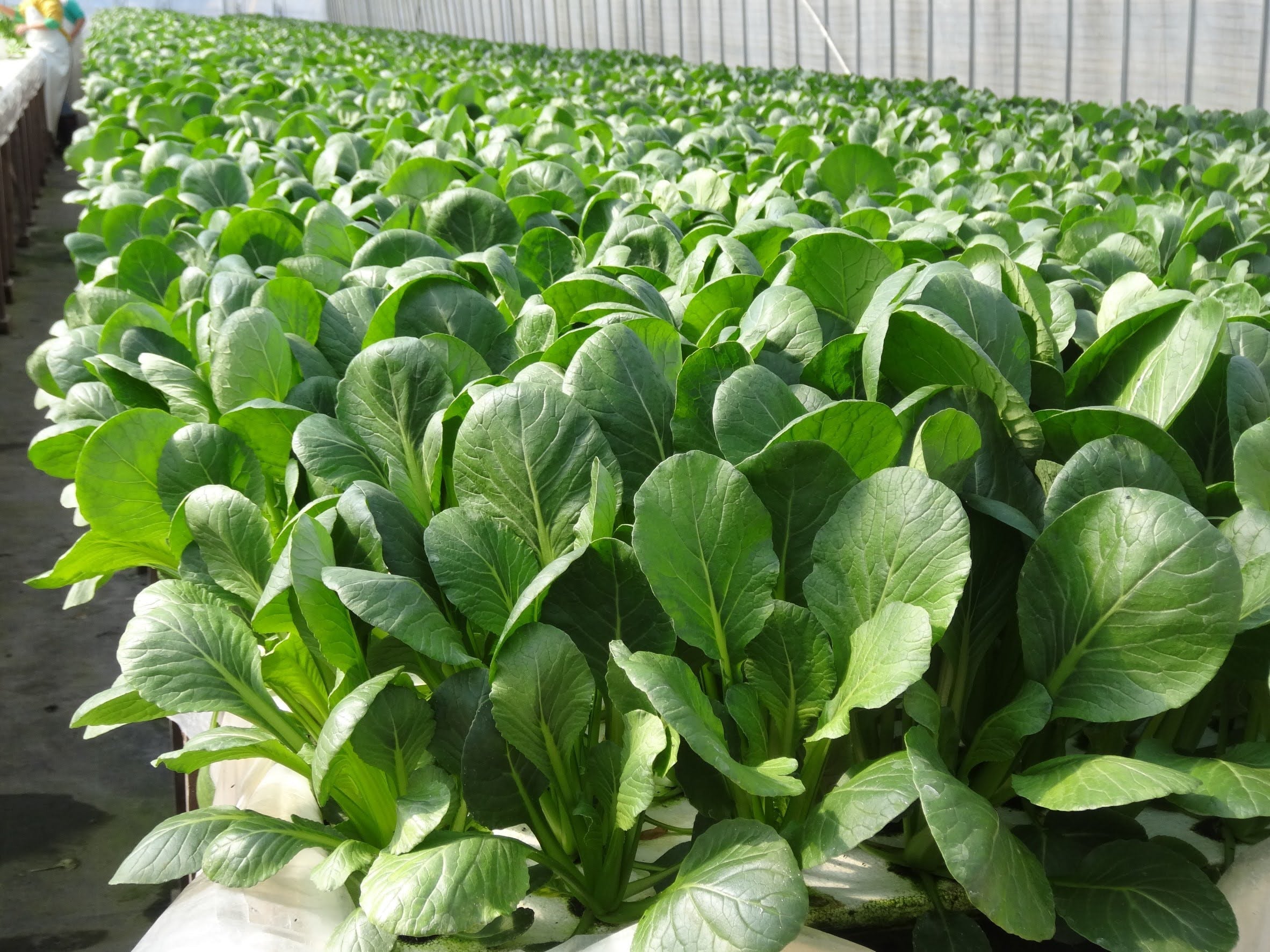 美味いもん定期便 ②