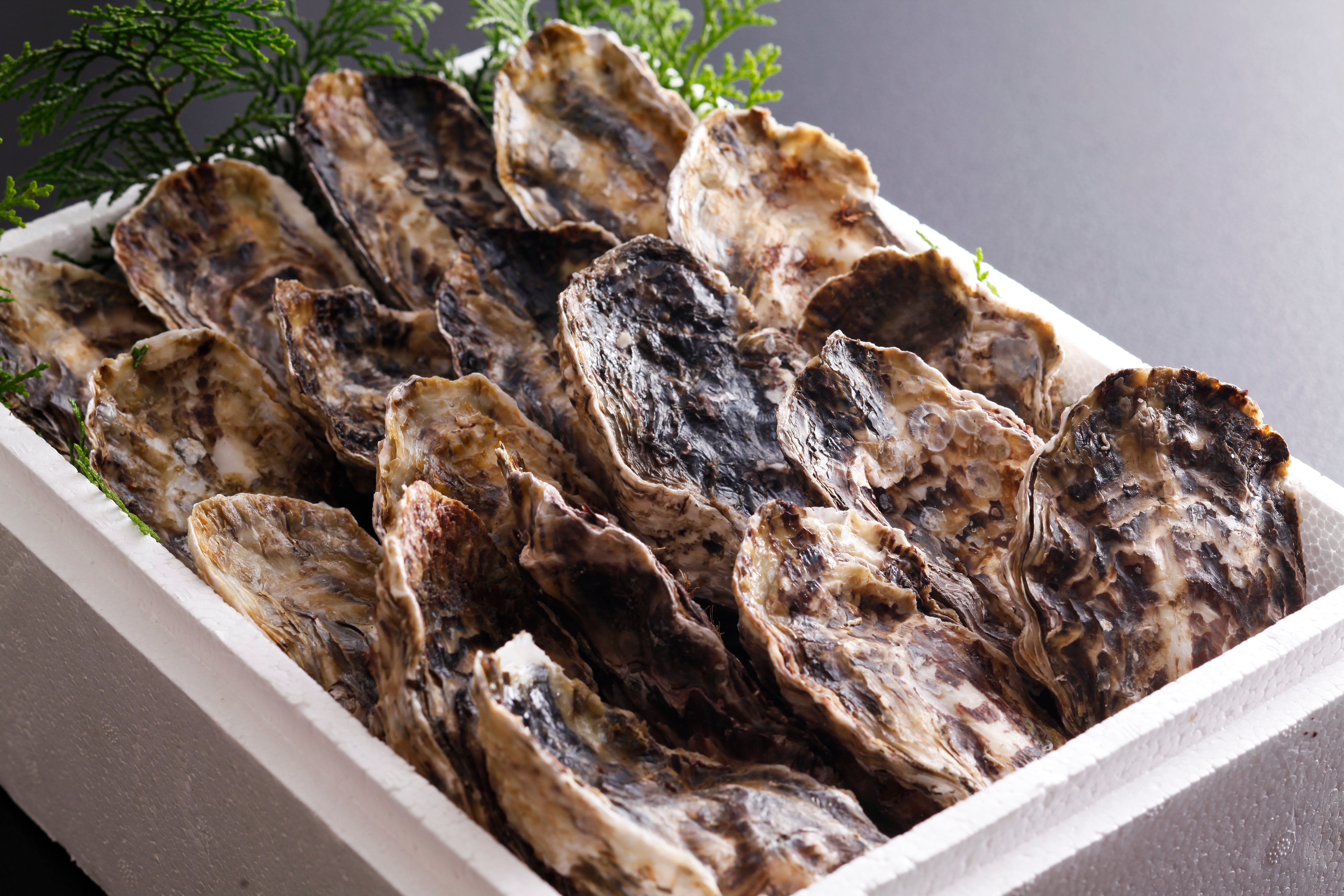 伊勢志摩産 瞬冷伊勢海老&殻付き的矢湾かき 20個入りセット