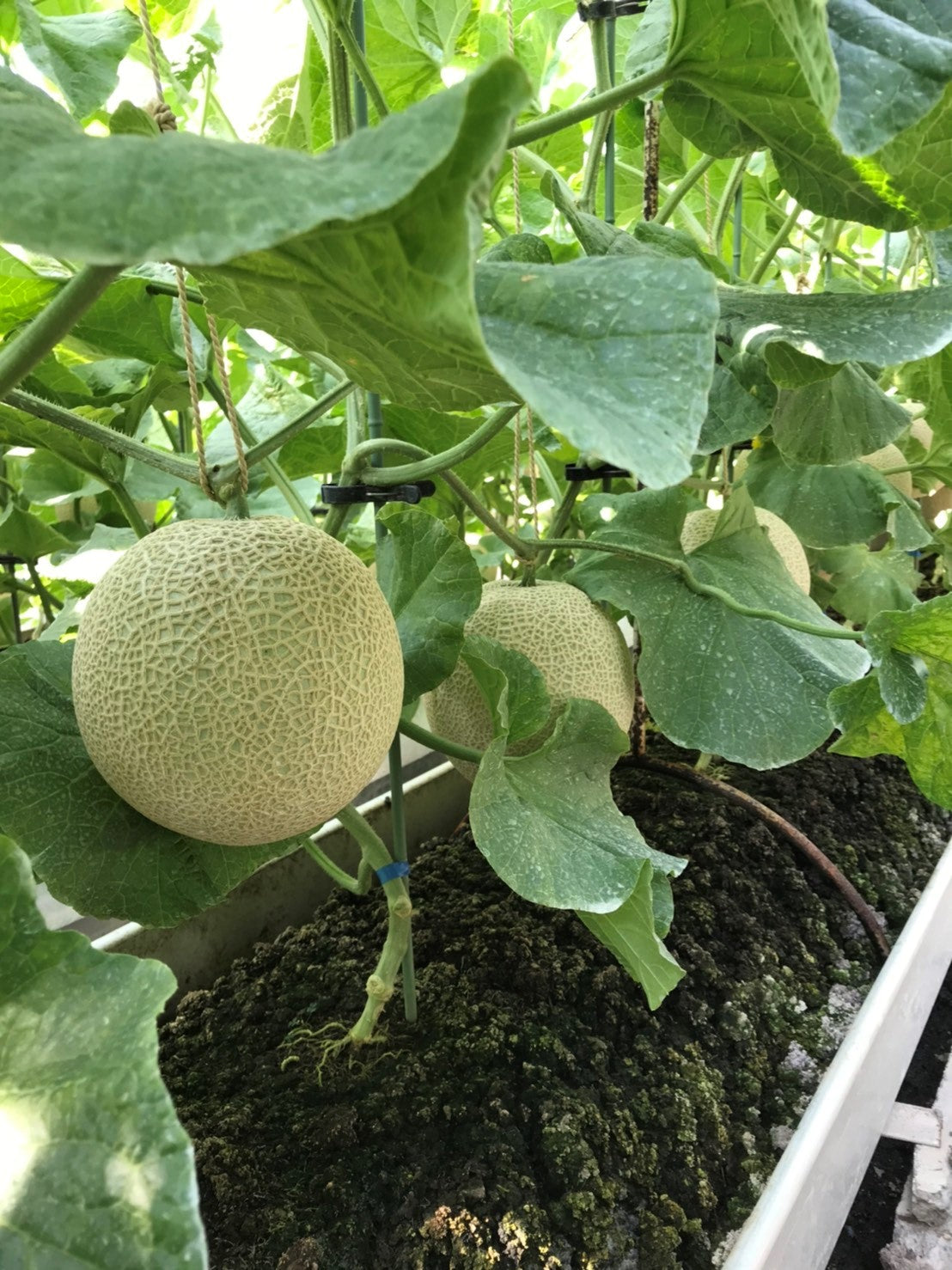 南張メロン 5玉 【大人気商品！川口農園の完熟メロン】